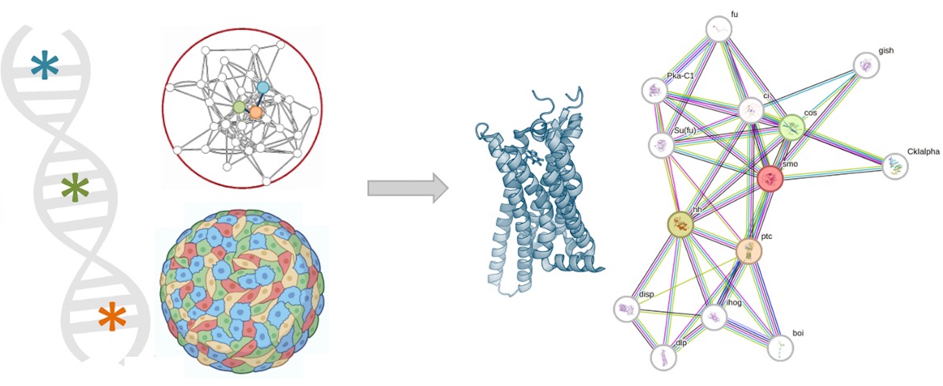 Illustration for Understanding the effect of genetic variants on protein function and interactions